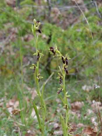 Randonnée autour de Saint Saturnin Ophrys mouche