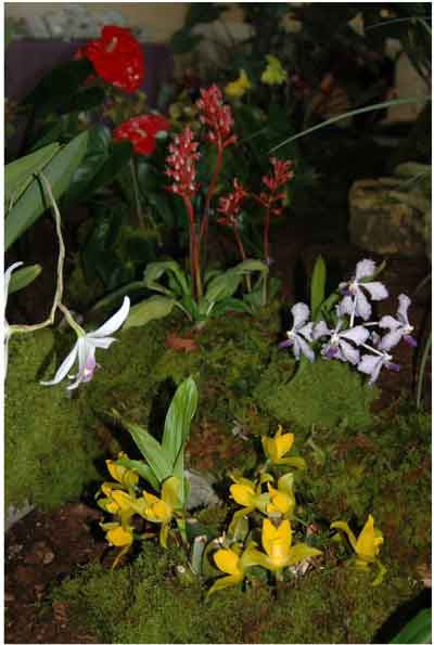 Décor floral de l'expo orchidées de Pons en Charente-Maritime