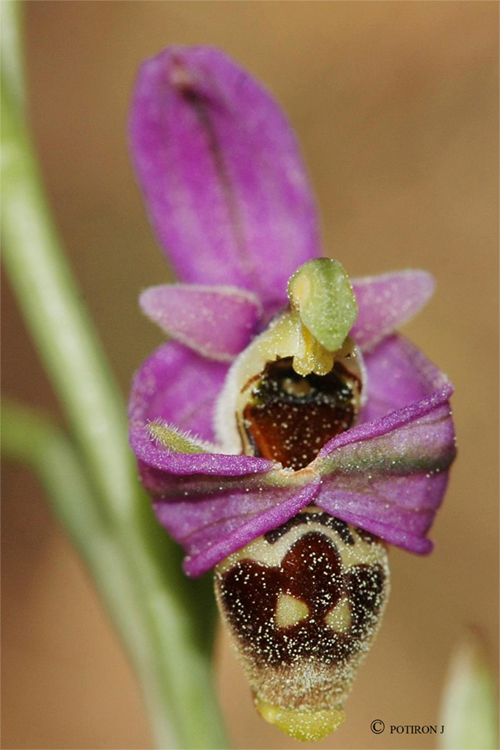 Insolite - L'Ophrys frileux Ophrys orphanidea