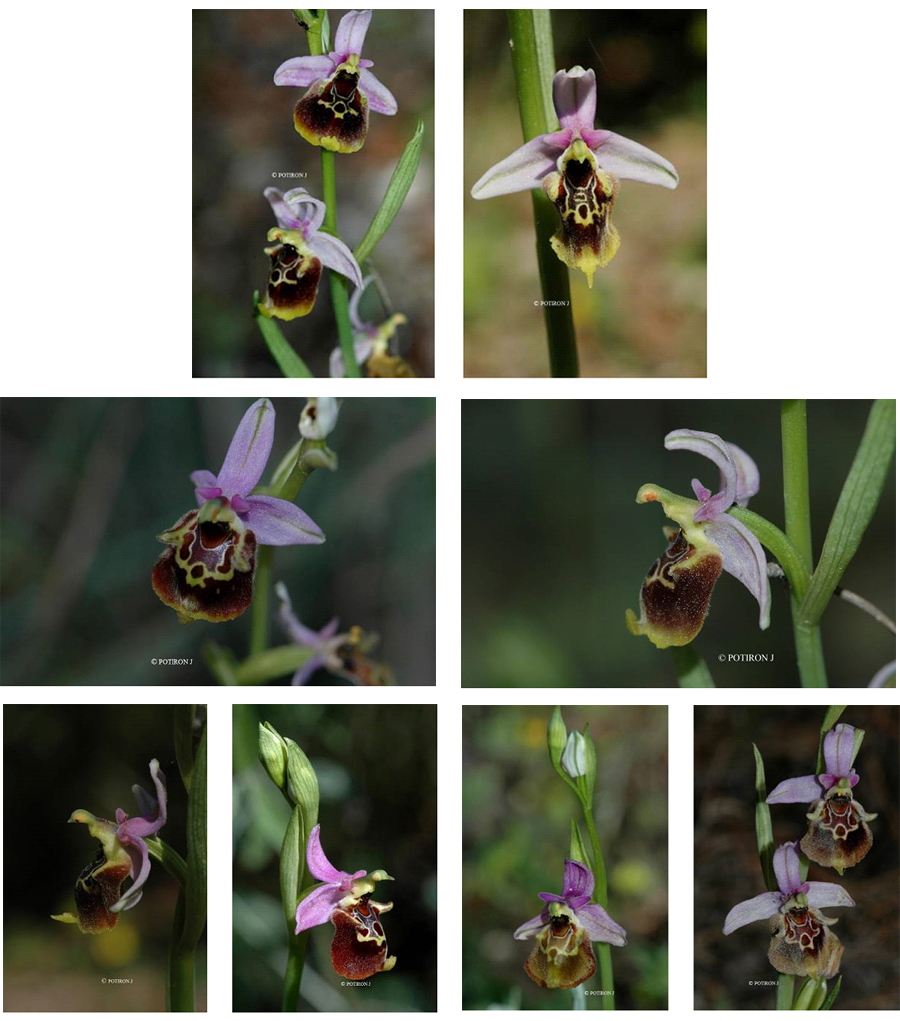 Orchidées de Grèce - île de Samos - Ophrys episcopalis var. samia