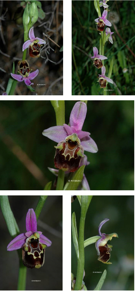 Orchidées de Grèce - île de Samos - Ophrys heterochila var. fucifloroides 
