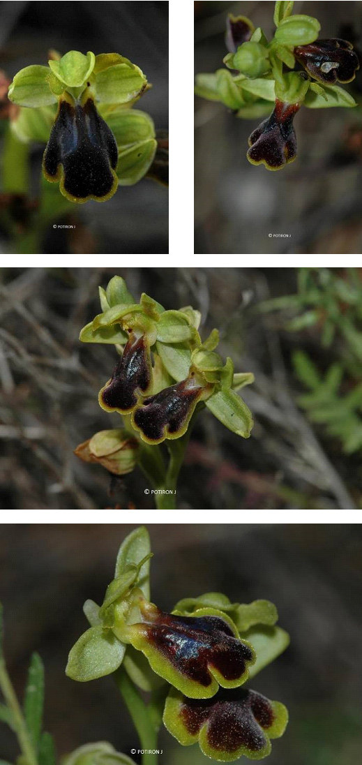 Orchidées de Grèce - île de Samos - Ophrys blitopertha