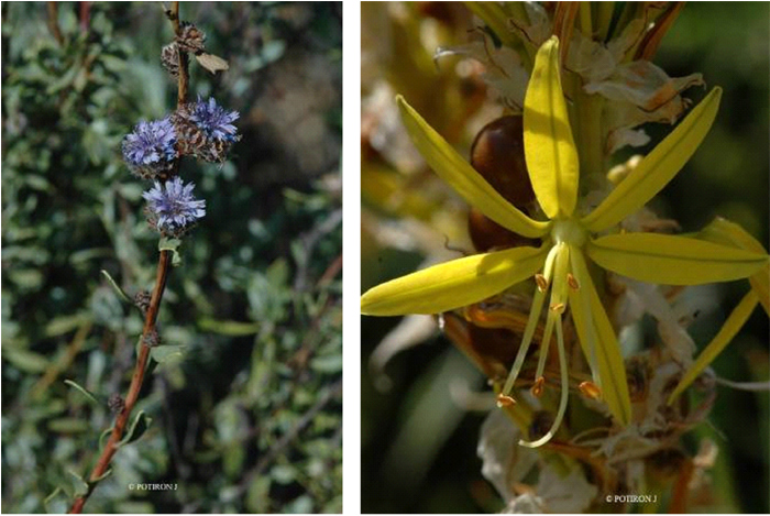 île de Chios Globularia alypum et Asphodelus lutea