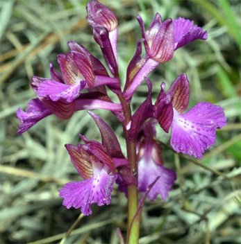 Orchis papilionacea x Orchis picta ou morio