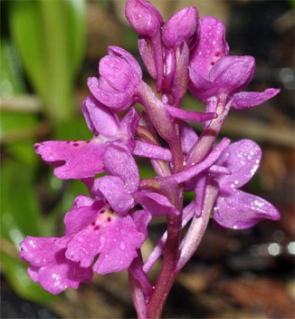 Orchis quadripunctata x Orchis pauciflora