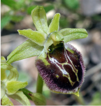 Ophrys tommasinii x Ophrys huntchjinii