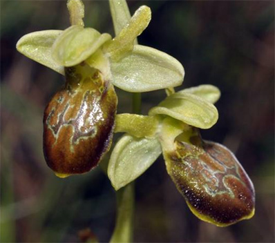 Ophrys leucadica x Ophrys tommasinii