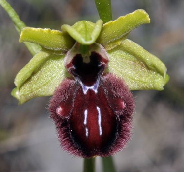 Ophrys incubacea x Ophrys liburnica