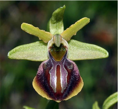 Ophrys incantata x Ophrys montenegrina