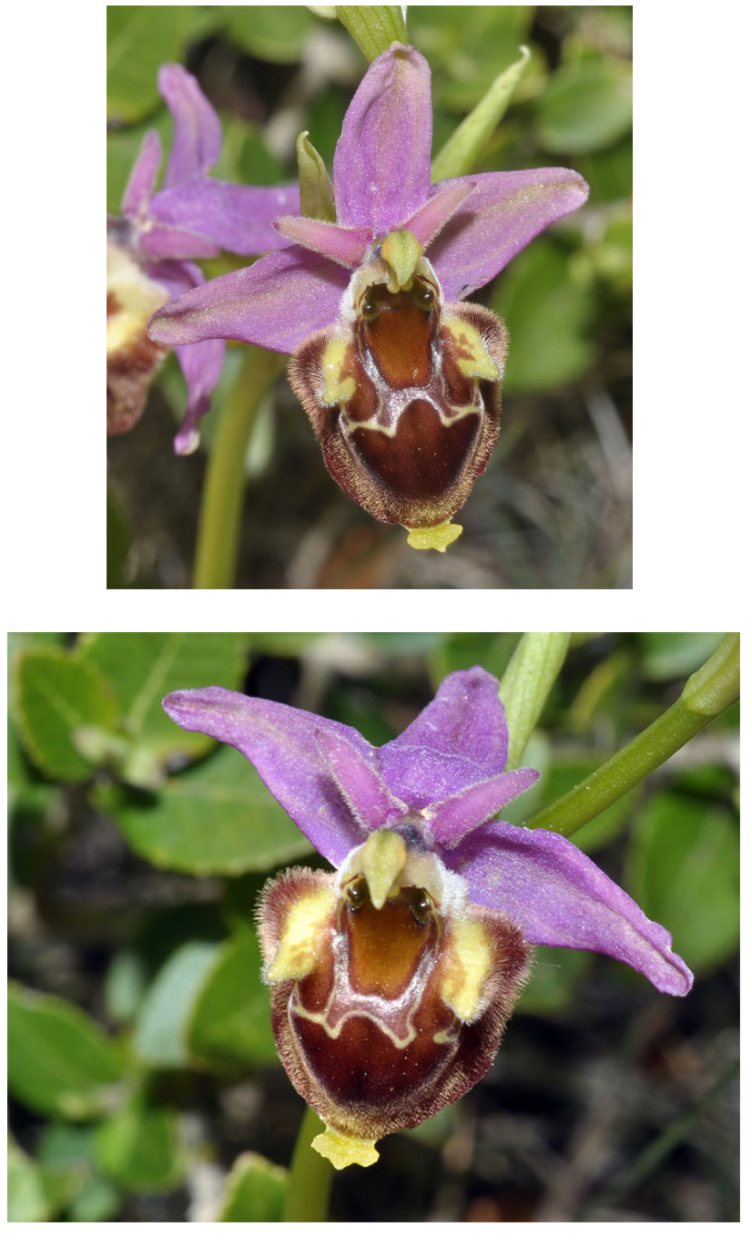 Orchidées de Croatie - Ophrys Pharia SFO PCV