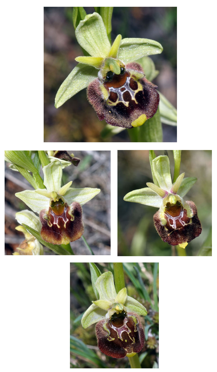 Orchidées de Croatie - Ophrys untchjii