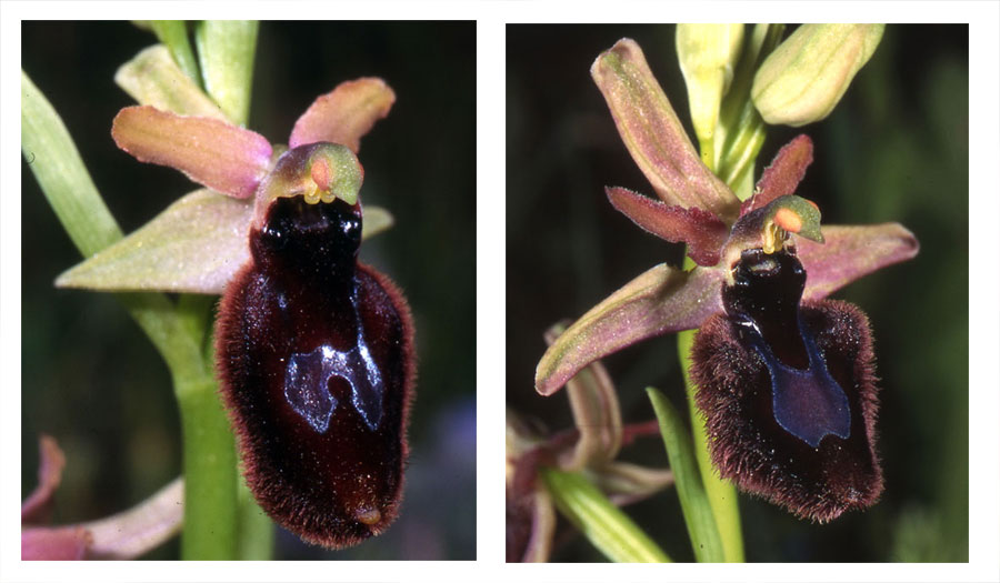 Possibles hybrides d'Ophrys bertolonii