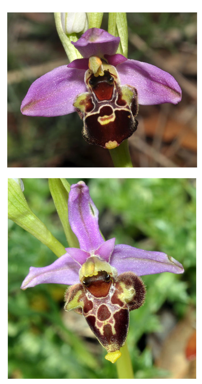 Orchidées de Croatie - Ophrys zinsmeisteri SFO PCV