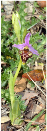 Orchidées de Croatie - Ophrys zinsmeisteri