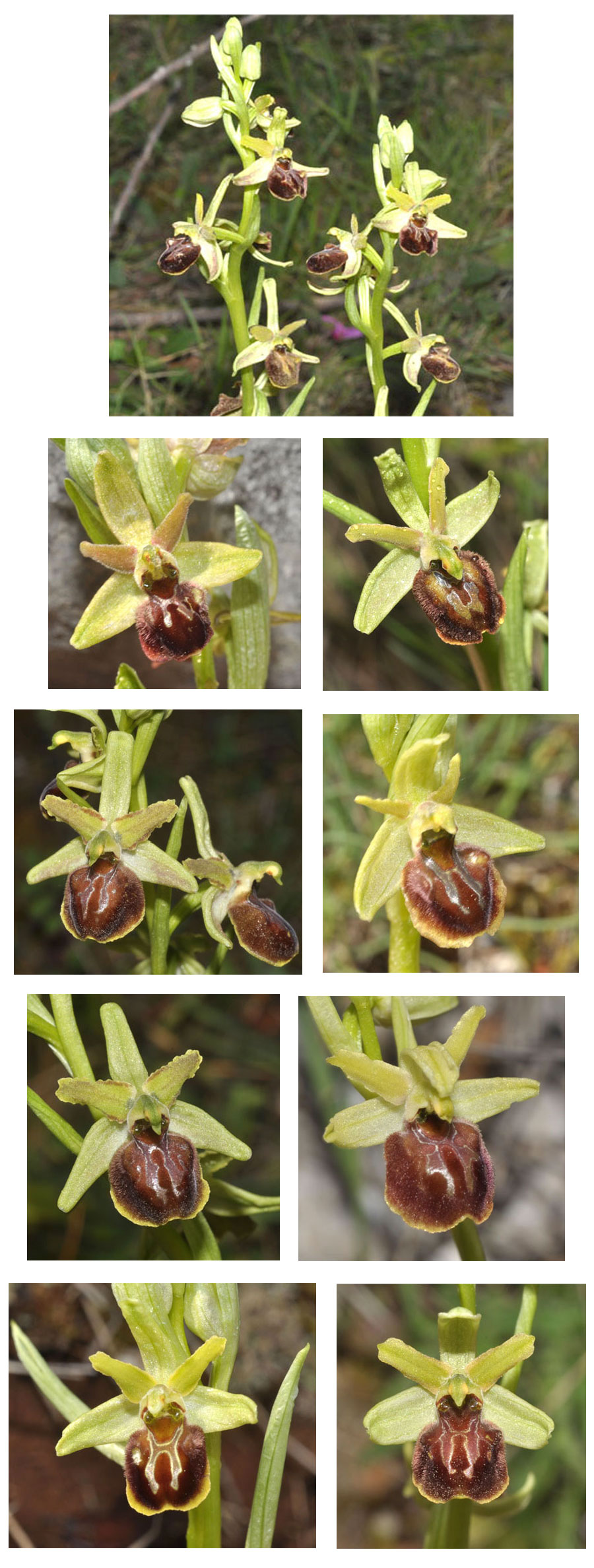 Ophrys liburnica Orchidées de Croatie SFO PCV
