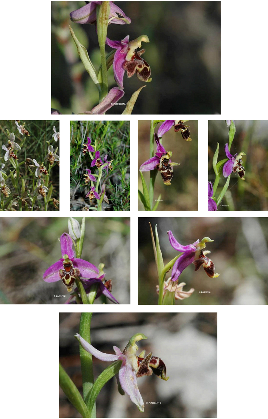 Orchidées de Grèce - île de Chios - Ophrys orphanidea