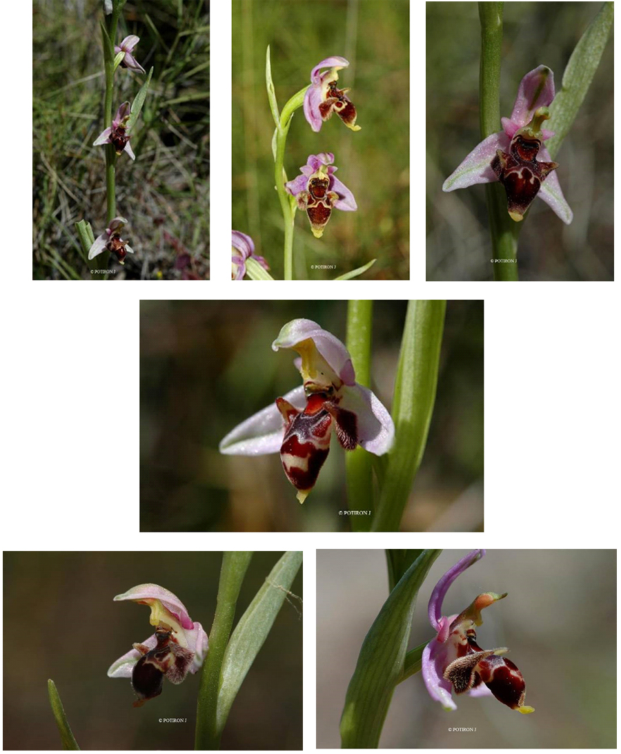 Orchidées de Grèce - île de Chios - Ophrys masticorum
