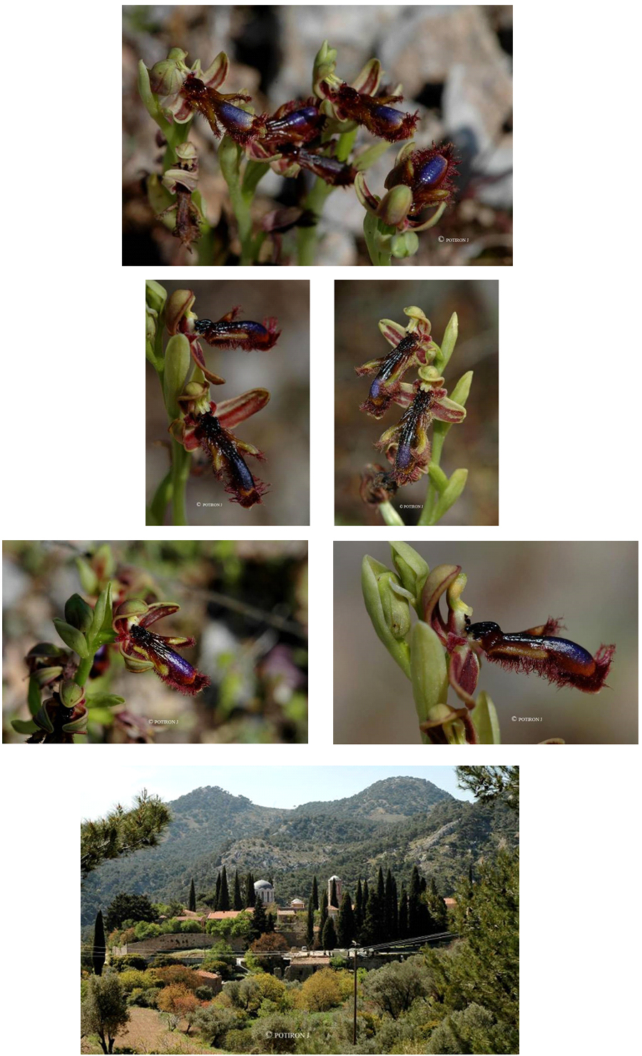 Orchidées de Grèce - île de Chios - Ophrys regis fernandii 