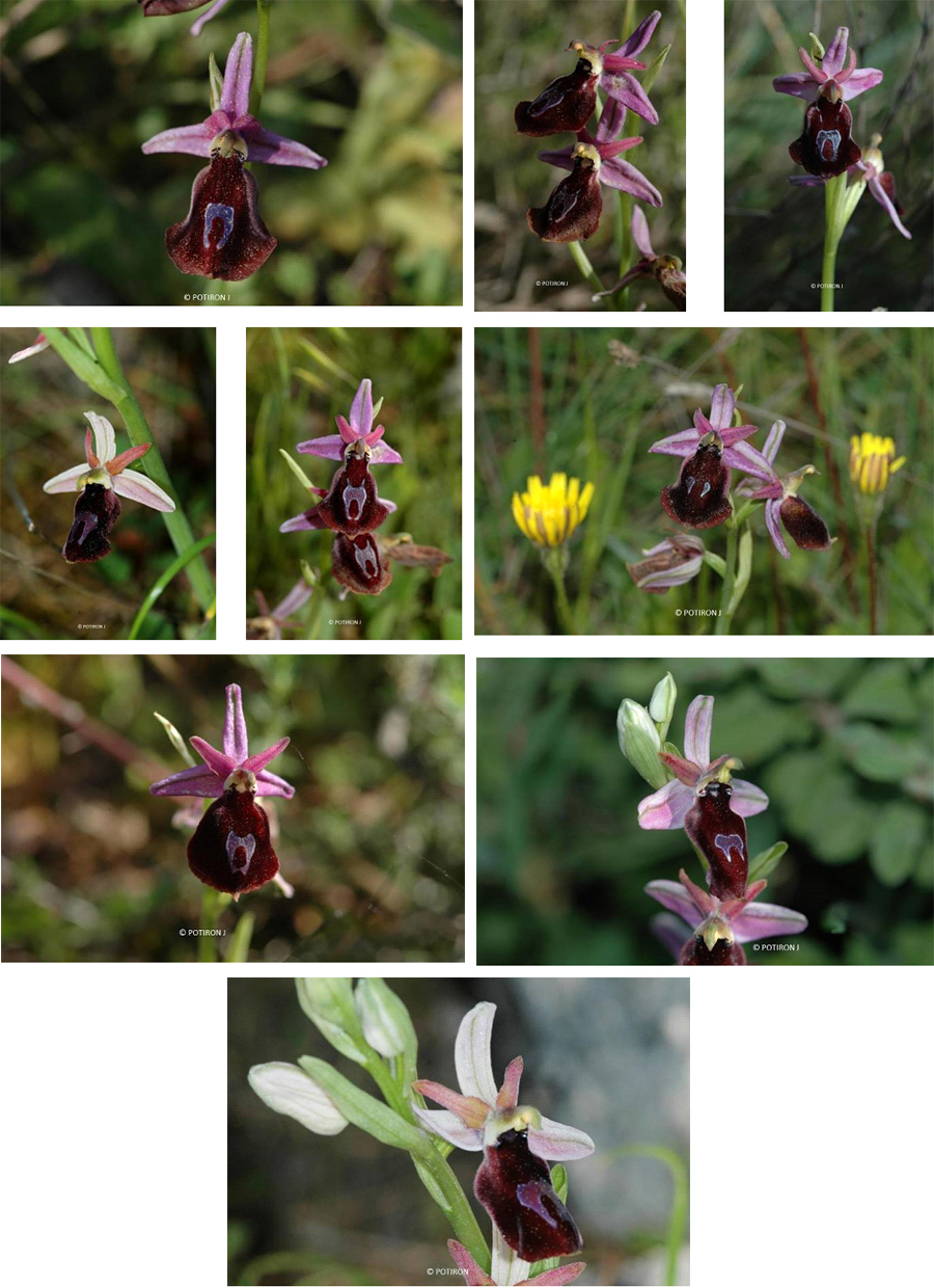 Orchidées de Grèce - île de Lesbos - Ophrys ferrum-equinum 
