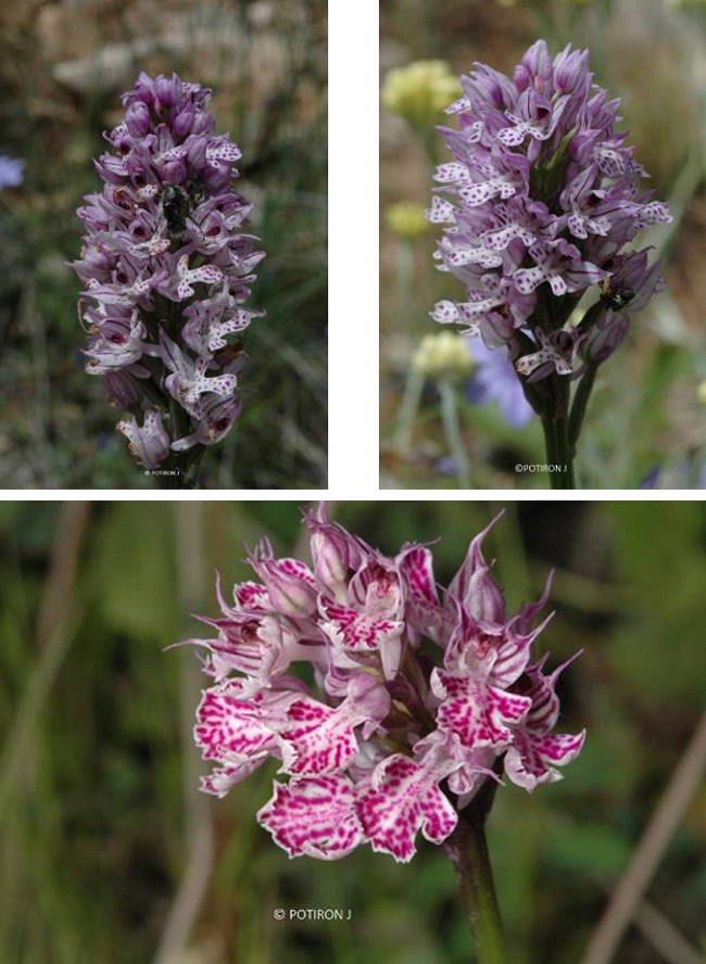 Orchidées de Grèce - île de Lesbos - Neotinea tridentata.