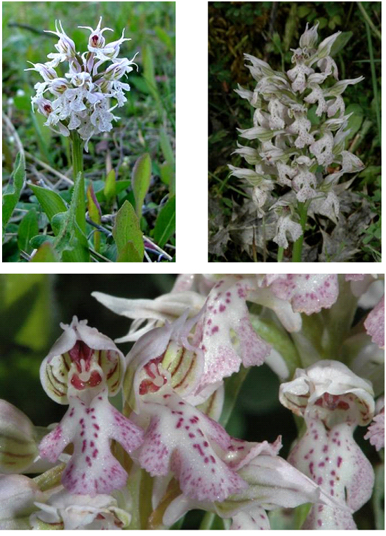 Orchidees de Grèce - île de Lesbos - Orchis lactea