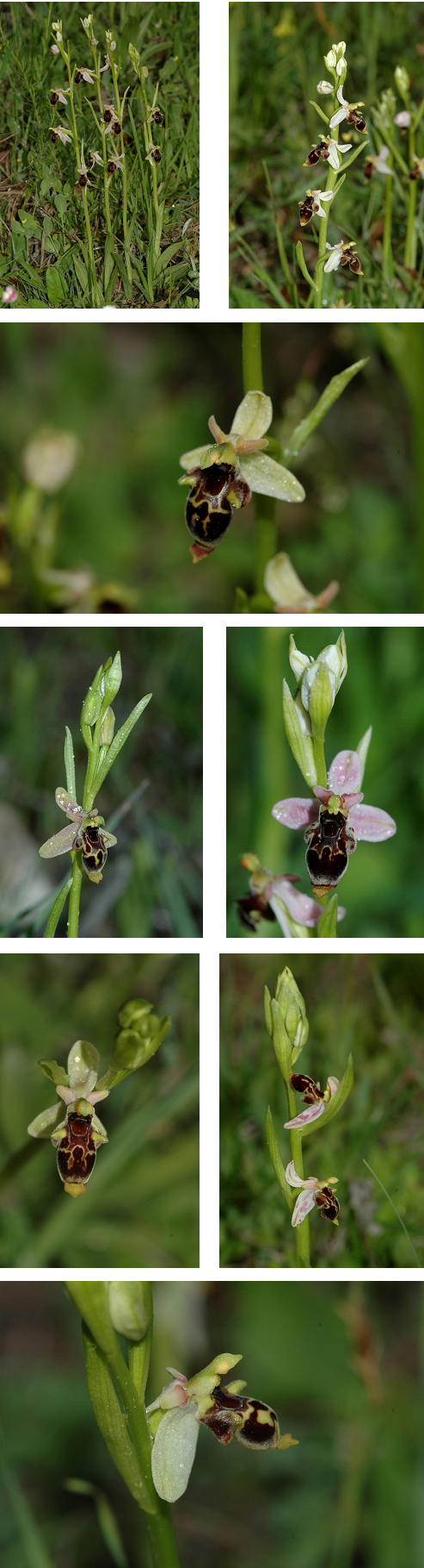 Orchidées de Turquie - Ophrys hygrophila 
