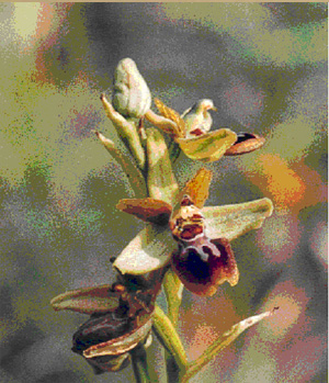 MICROSITES A ORCHIDEES - Le Carrefour du Gros Goc - Inventaires naturalistes. Photo Ophrys argensonensis.