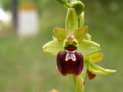 MICROSITES A ORCHIDEES - Le Bois de Beaulieu - Inventaires naturalistes. Ophrys argensonensis
