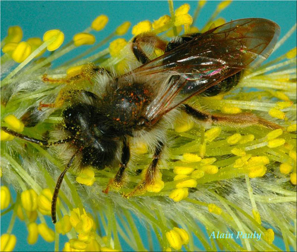 INSECTES HYMENOPTERES - Andrène vague (Andrena vaga) SFO-PCV