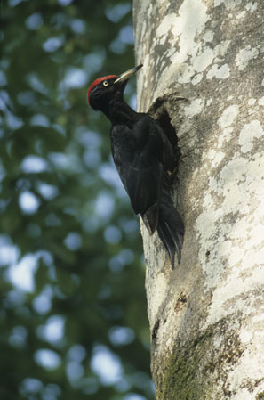 Oiseaux. Le Pic noir. Dryocopus martius. Le mâle à l'entrée du nid, bien reconnaissable à son casque rouge. SFO Poitou-Charentes et Vendée. Photos Nature. 
