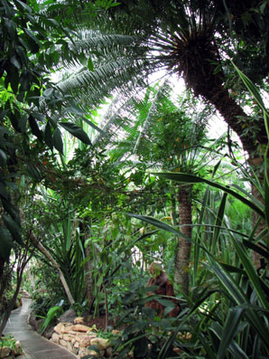 Hors Région Le jardin botanique du Parc de la Tête d'Or à Lyon les grandes serres Palmiers, Philodendrons, Cycas, Bananiers...SFO PCV 