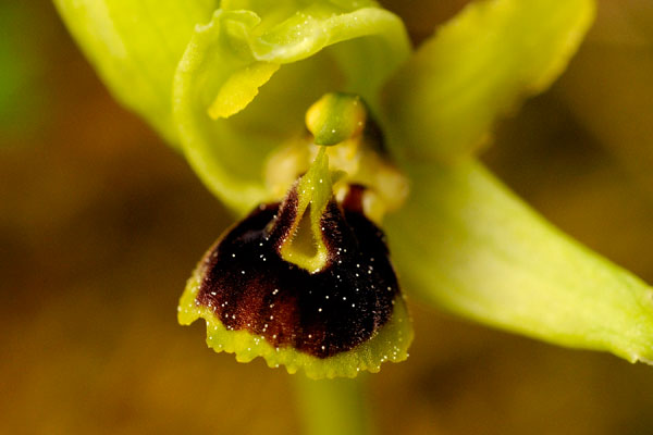 LUSUS - Enigmatique lusus d'Ophrys aranifera. Orhidées indigènes. SFO PCV Société Française d'Orchidophilie de Poitou-Charentes et Vendée.