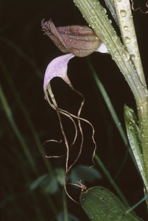 Himantoglossum comperianum. Orchidées de Turquie. SFO PCV Photo Bernard Billaud.