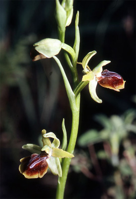 Les Orchidées de Grèce continentale - L'Epire - Page 4 Ophrys negadensis. SFO Poitou-Charentes et Vendée Photo 1