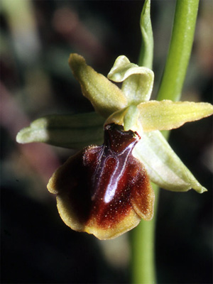 Les Orchidées de Grèce continentale - L'Epire - Page 4 Ophrys negadensis. SFO Poitou-Charentes et Vendée Photo 2