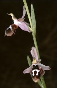 Ophrys straussi. Orchidées de Turquie. SFO PCV Photo Bernard Billaud.
