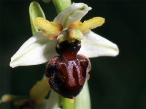 ESPAGNE (2) - Orchidées de la Province de Navarra - Ophrys castellana. SFO Poitou-Charentes et Vendée.