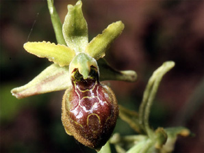 Les Orchidées de Grèce continentale - L'Epire - Page 4 Ophrys hebes. SFO Poitou-Charentes et Vendée Photo 5