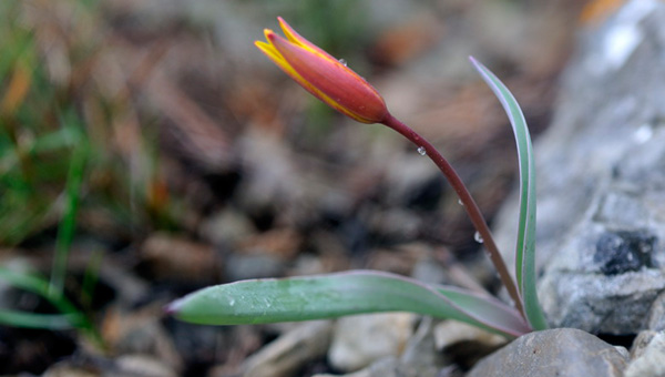 Tulipa australis. la Tulipe australe. Photos nature et biodiversité. SFO PCV.