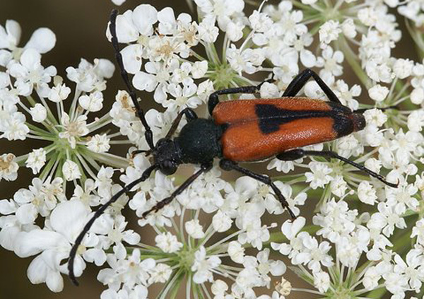 Leptura-cordigera Insectes coléoptères famille des cérambycidés photos nature SFO PCV Jacques Charreau.