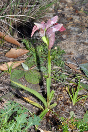 PORTUGAL - Orchidées de la région de l'Algarve - Serapias cordigera subsp. gentilii. SFO Poitou-Charentes et Vendée.