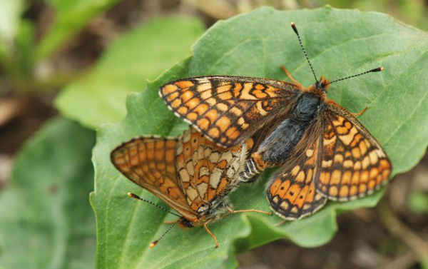 INSECTES LEPIDOPTERES - Papillons - Le Damier de la succise (Euphydryas aurinia) Accouplement. Photographie : Jean-Michel Mathé SFO-PCV