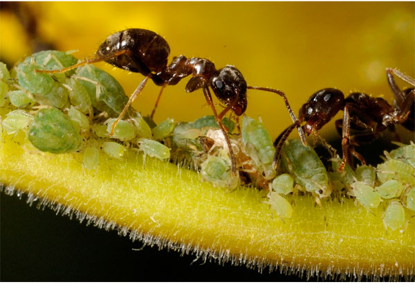 Elevage des pucerons par les fourmis. Palpation par les antennes.