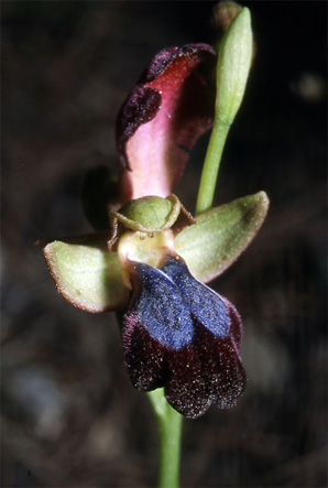 Les Orchidées de Grèce - Le Péloponnèse - Page 8 : Ophrys iricolor. Photo 1