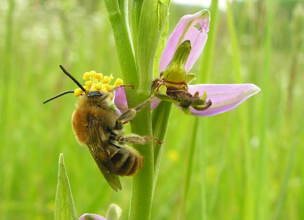 Eucera longicornis sur Ophrys apifera. SFO PCV Photographie : Jocelyne Cathelineau.