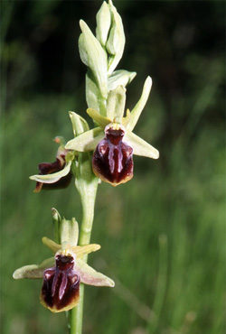 Les Orchidées de Grèce continentale - La Thessalie - Page 10 Ophrys epirotica SFO Poitou-Charentrs et Vendée Photo 2