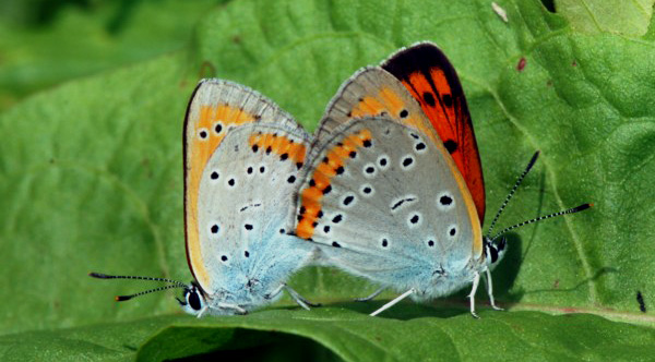INSECTES LEPIDOPTERES - Papillons - Le Cuivré des marais (Lycaena dispar) Accouplement Photographie : Jean-Michel Mathé SFO-PCV.