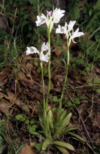 Les Orchidées de Grèce - Le Péloponnèse - Page 11 Orchis papilionacea var. messenica Photo.2