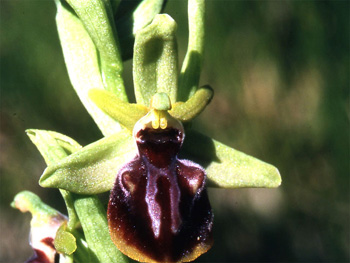 Les Orchidées de Grèce continentale - La Thessalie - Page 10 Ophrys epirotica SFO Poitou-Charentrs et Vendée Photo 5