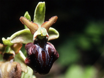 Les Orchidées de Grèce continentale - L'Epire - Page 7 Ophrys macedonica. SFO Poitou-Charentes et Vendée. Photo 5